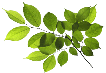 Εκχύλισμα ζιζανίων