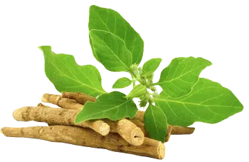 Εκχύλισμα ασβαγκάντα