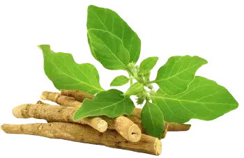 Σκόνη Ασβαγκάντα