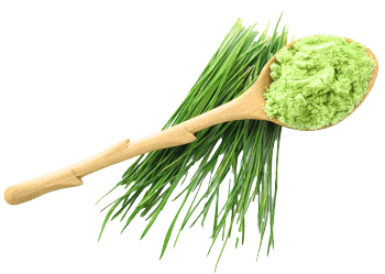 Κριθαρένιο χόρτο