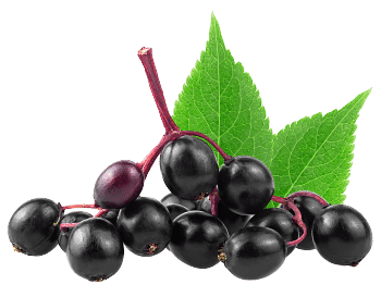 Εκχύλισμα σαμπούκου