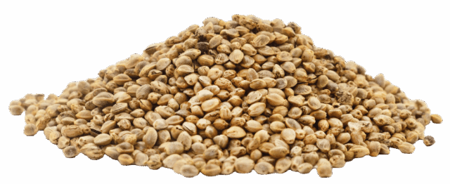 Πρωτεΐνη κάνναβης