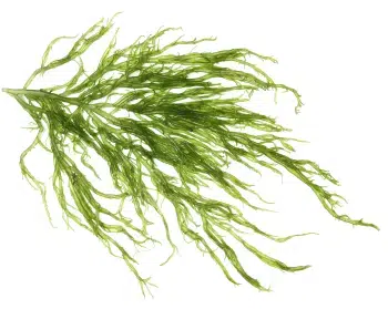 Εκχύλισμα φυκιών Kelp