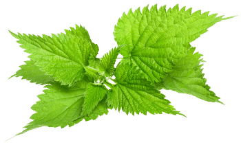 Εκχύλισμα φύλλων τσουκνίδας