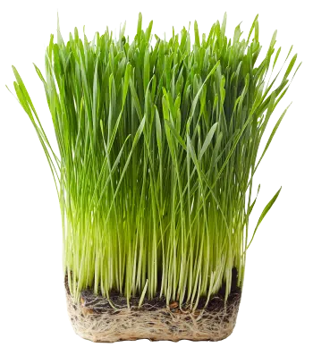 Χόρτο σιταριού