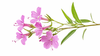 Εκχύλισμα κοινής ιτιάς